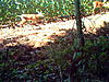 first pics from trail cam-sunp0016.jpg