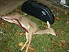Opening day in MD, First Deer ever! Now with Pics.-deer-2010-003-2.jpg