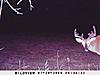 scouting-09wp5.jpg