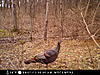 NY turkeys.-pict0046.jpg