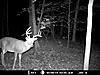 Above Average Buck For My Area-8pt-2.jpg