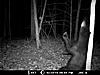 NJ Bear-bear3.jpg