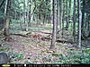 Any trail cams up and running?-rear-cam-010.jpg