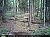 Any trail cams up and running?-rear-cam-004.jpg