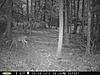 Any trail cams up and running?-rear-cam-021.jpg