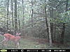 Any trail cams up and running?-pict0006.jpg