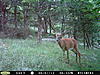 Any trail cams up and running?-pict0122.jpg