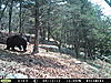 Any trail cams up and running?-big-bear.jpg