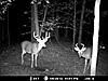 Target Buck On Cam !!!-bb5.jpg