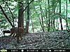 Any trail cams up and running?-deercamsep16-015.jpg