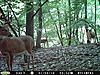 Any trail cams up and running?-deercamsep16-016.jpg