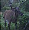 Any trail cams up and running?-untitled-3.jpg