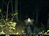 MD Bear-pict0009-3-.jpg