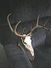 Euro mount 2011 buck-buck2.jpg