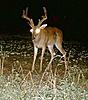 Shot a Xbow today-iltrailcam0803.jpg