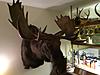 New Hampshire Moose Results Posted-img_1005.jpg