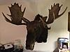 New Hampshire Moose Results Posted-img_1007.jpg