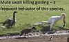 Dove hunting and mute swans in the Northeast-mute-swan-killing-gosling.jpg