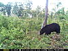 Will Bear scare deer away from area?-mfdc0057.jpg