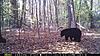 Trail Cam Pictures, NJ Bears-boar-alone.jpg