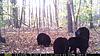 Trail Cam Pictures, NJ Bears-4-bears.jpg