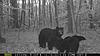 Trail Cam Pictures, NJ Bears-5-bears.jpg