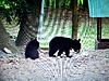 New Jersey Bears-cubs-2017-010.jpg
