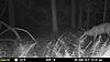 NJ Trail Camera Pics last 2 Weeks-mfdc1984.jpg