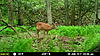 NJ Trail Camera Pics last 2 Weeks-mfdc2017.jpg