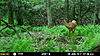 NJ Trail Camera Pics last 2 Weeks-mfdc2041.jpg