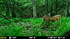 NJ Trail Camera Pics last 2 Weeks-mfdc2110.jpg