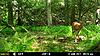 NJ Trail Camera Pics last 2 Weeks-mfdc2131.jpg