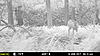 NJ Trail Camera Pics last 2 Weeks-mfdc2160.jpg