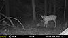 More Trail Cam Pics For This Week-mfdc2394.jpg