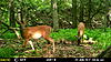 More Trail Cam Pics For This Week-mfdc2412.jpg