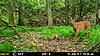 More Trail Cam Pics For This Week-mfdc2416.jpg