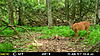 More Trail Cam Pics For This Week-mfdc2417.jpg