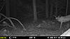 More Trail Cam Pics For This Week-mfdc2442.jpg