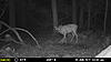 More Trail Cam Pics For This Week-mfdc2500.jpg