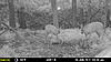 More Trail Cam Pics For This Week-mfdc2721.jpg