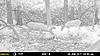 NJ Trail Camera Pics From Last 2 Weeks-mfdc2792.jpg