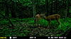 NJ Trail Camera Pics From Last 2 Weeks-mfdc2935.jpg