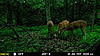 NJ Trail Camera Pics From Last 2 Weeks-mfdc2937.jpg