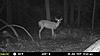 NJ Trail Camera Pics From Last 2 Weeks-mfdc3025.jpg