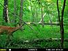 Couple PA 5C Deer-pic1-1-.jpg