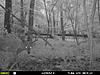 Couple PA 5C Deer-pic1-2-.jpg