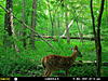 Couple PA 5C Deer-pic1-4-.jpg