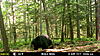 Few New Jersey Bears-mfdc1333.jpg