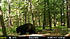 Few New Jersey Bears-mfdc1339.jpg