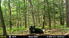 Few New Jersey Bears-mfdc1377.jpg